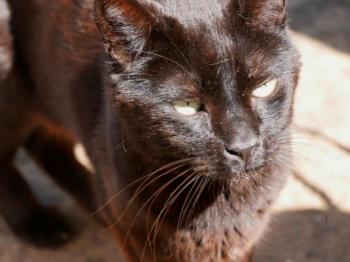 Negro Bild von Negro