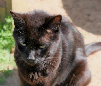 Negro Bild von Negro