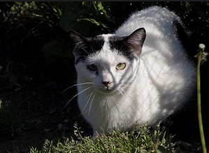 Giacomo Bild von Giacomo