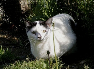 Giacomo Bild von Giacomo