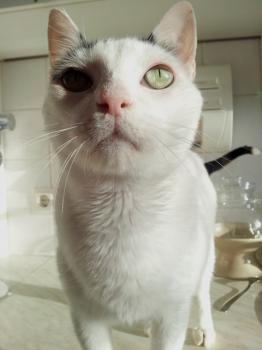 Bild von Rony
