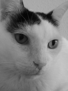 Bild von Rony