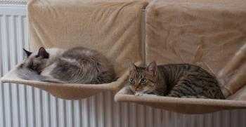 Chica Bild von Chica