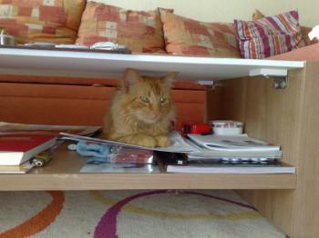 Garfield Bild von Billy