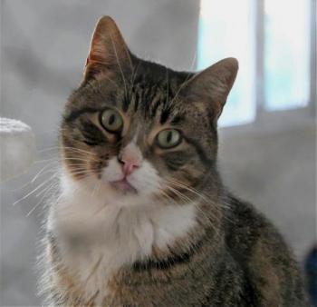 Bild von Babechi