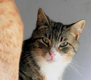 Bild von Babechi