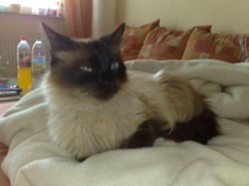 Shary Bild von Snowy