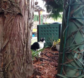 Ashira Bild von Ashira