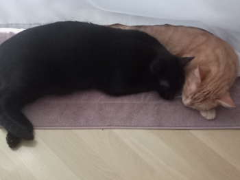 Scratchy Bild von Scratchy