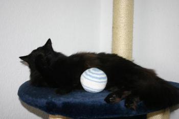 Nemi Bild von Noussa