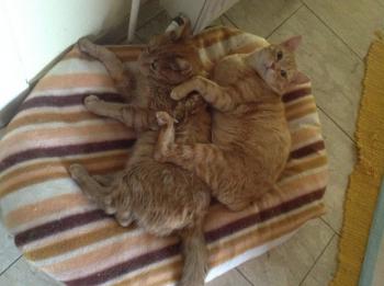 Dartacat Bild von Dartacat