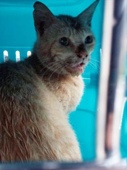 Constantino Bild von Constantino