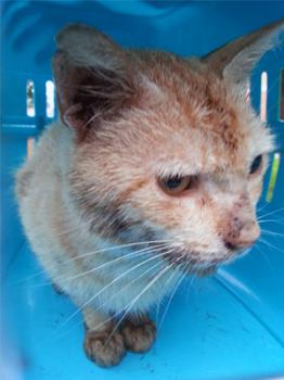 Constantino Bild von Constantino