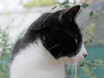 Wanda Bild von Wanda