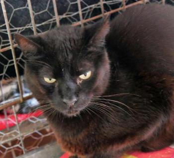 Negro Bild von Negro