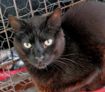 Negro Bild von Negro