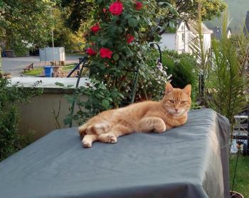 Garfield Bild von Garfield