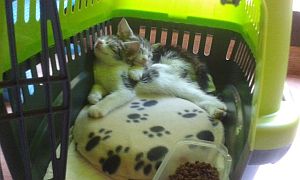 Dinky Bild von Dinky