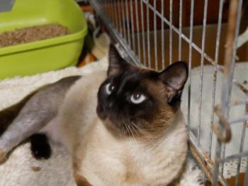 Bijou Bild von Bijou