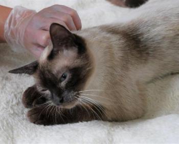 Bijou Bild von Bijou