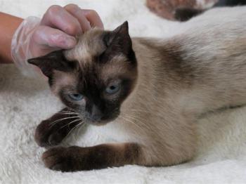 Bijou Bild von Bijou