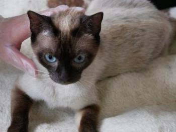 Bijou Bild von Bijou