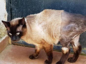 Bijou Bild von Bijou