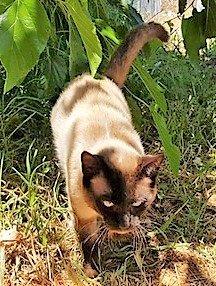 Bijou Bild von Bijou