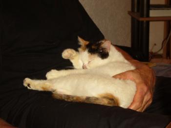 Dolly Bild von Dolly