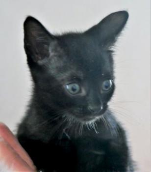 Baccio Bild von Baccio
