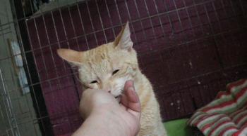 Constantino Bild von Constantino