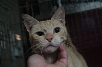 Constantino Bild von Constantino