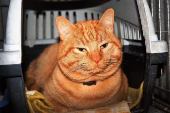 Garfield Bild von Garfield