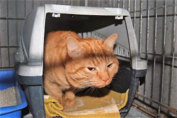 Garfield Bild von Garfield