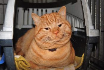 Garfield Bild von Garfield