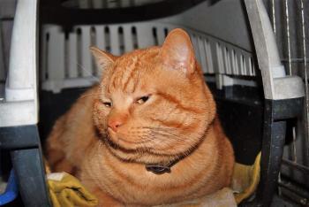 Garfield Bild von Garfield