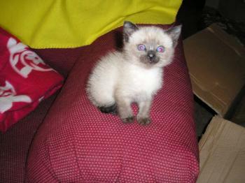 Biberoni Bild von Biberoni