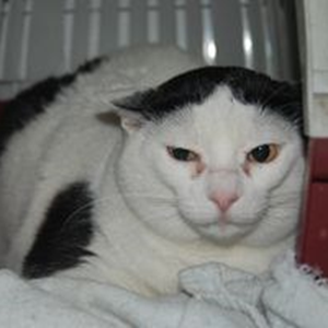 Smudge Bild von Smudge