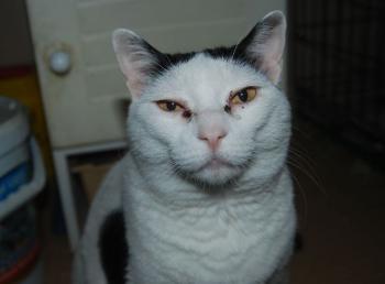 Smudge Bild von Smudge