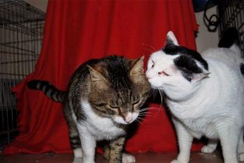 Smudge Bild von Smudge