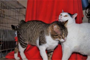 Smudge Bild von Smudge