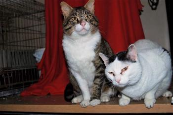 Smudge Bild von Smudge