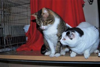 Smudge Bild von Smudge