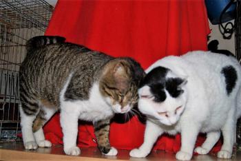 Smudge Bild von Smudge