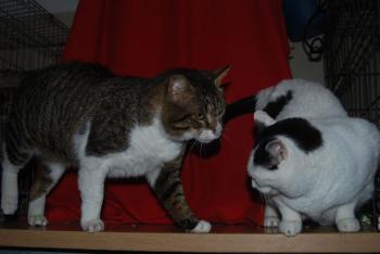 Smudge Bild von Smudge