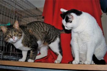 Smudge Bild von Smudge