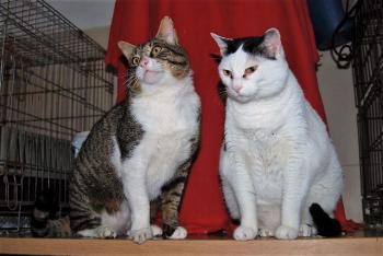 Smudge Bild von Smudge