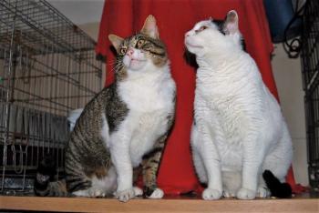 Smudge Bild von Smudge