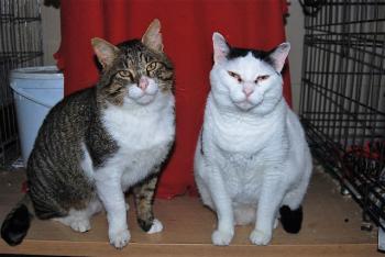 Smudge Bild von Smudge