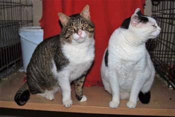 Smudge Bild von Smudge